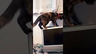 #サビ猫#オクトパストラベラー#ボス戦曲