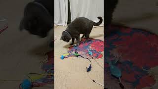 #猫いずこへ#ロシアンブルー#ラグドール#オクトパストラベラー