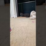 #涼む猫#ロシアンブルー#サビ猫#ラグドール#オクトパストラベラー０