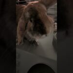 My Bunny Reese Feeling Happy  #jrpg #bunny #gaming