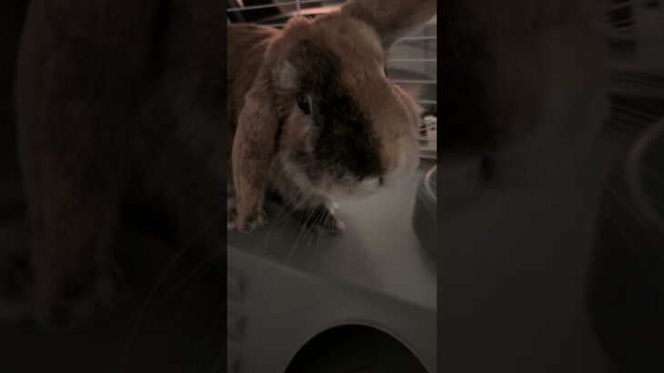 My Bunny Reese Feeling Happy  #jrpg #bunny #gaming