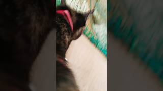 #猫の喧嘩#ロシアンブルー#サビ猫#ラグドール#オクトパストラベラー
