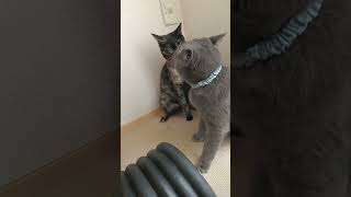 #猫の喧嘩#ロシアンブルー#サビ猫#ラグドール#オクトパストラベラー